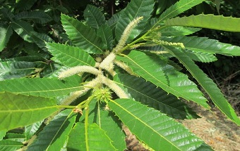 Chestnut trees or plane trees?