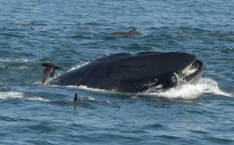 Whale ‘swallows’ submariner for a few seconds