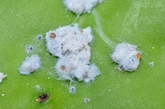 Jesus and his crimson blood